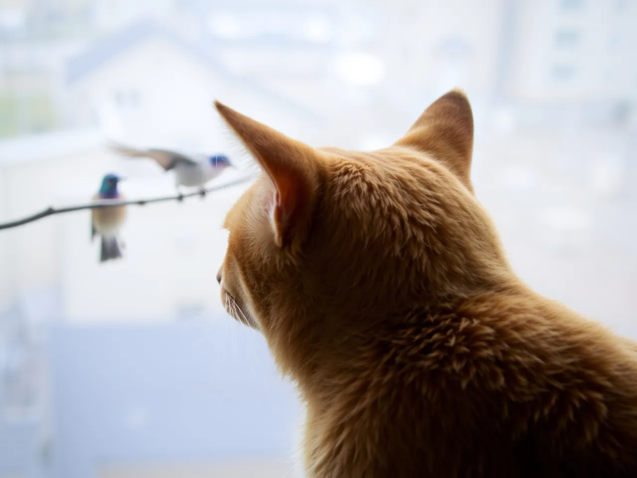 orange cat watching birds through window on wide windowsill